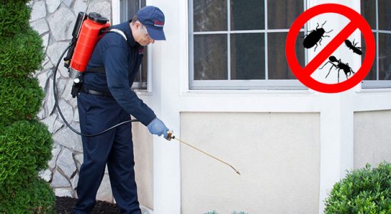 Bodrum Kemirgen İlaçlama böcek ilaçlama ve haşere kontrolü — ilaclama-tr.com